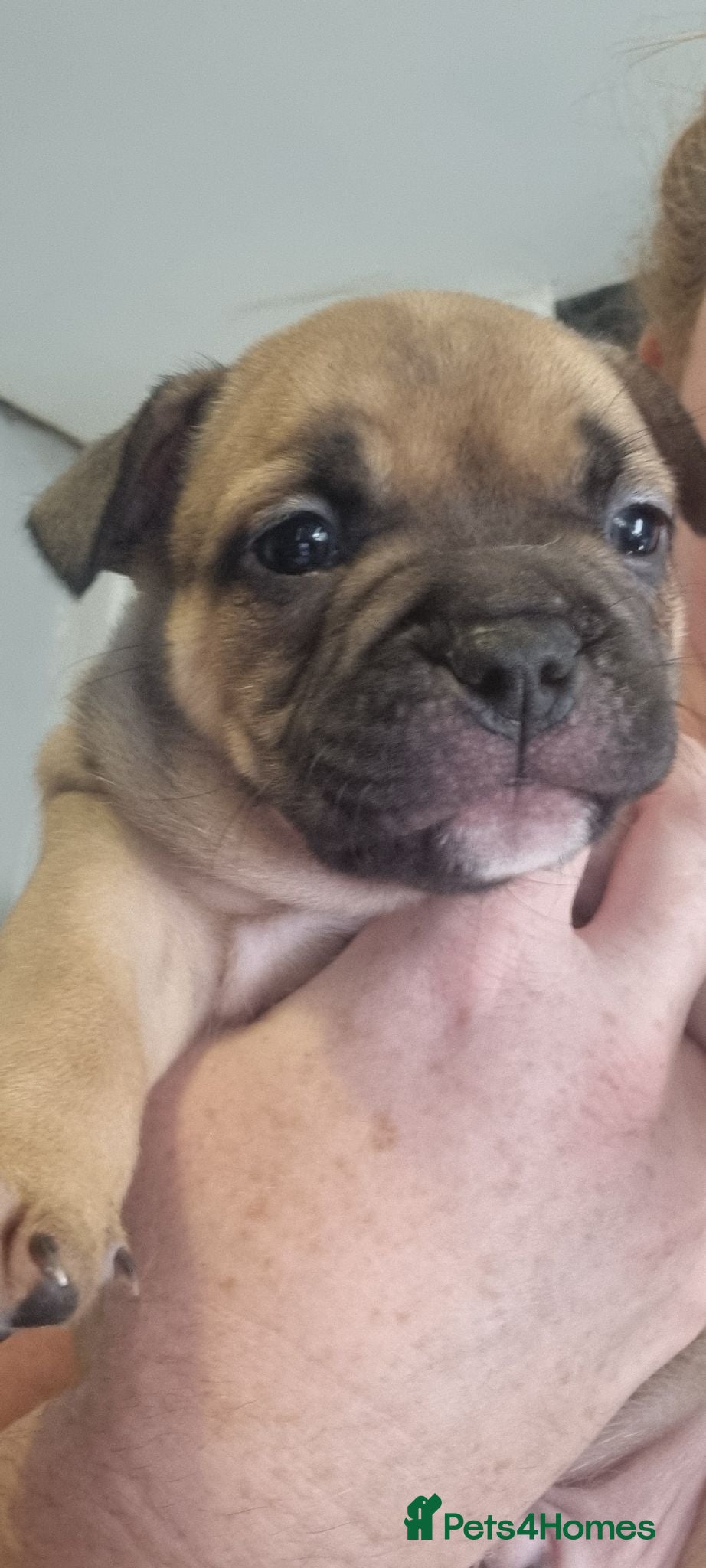 Mixed Breed dogs 💜💙Frenchyxpocketbully💜💙 - Advert 4