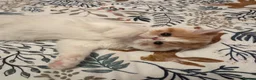 Persian cats for sale: Male Persian.   - Advert 8