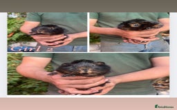 Guinea Pig rodents for sale: Baby guinea pigs  - Image 2