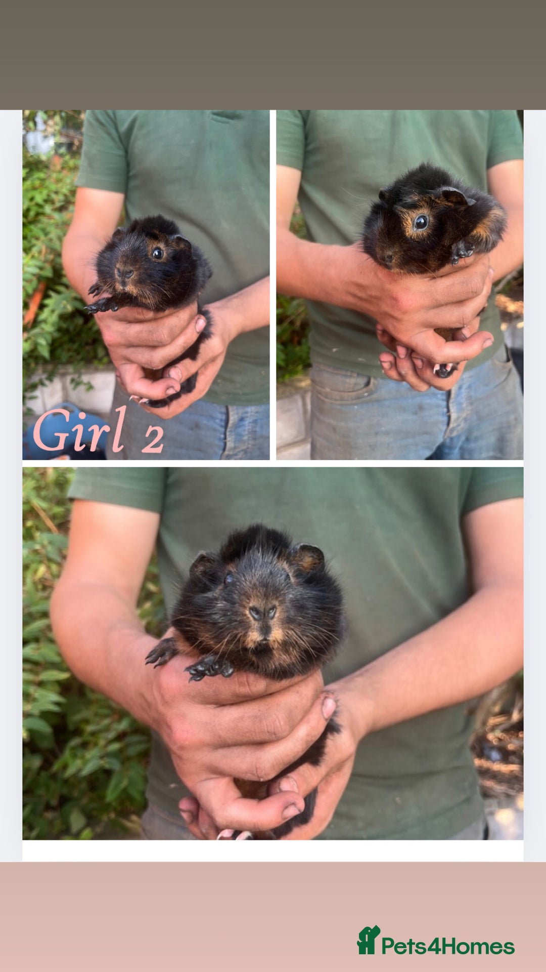 Guinea Pig rodents for sale: Baby guinea pigs  - Image 2