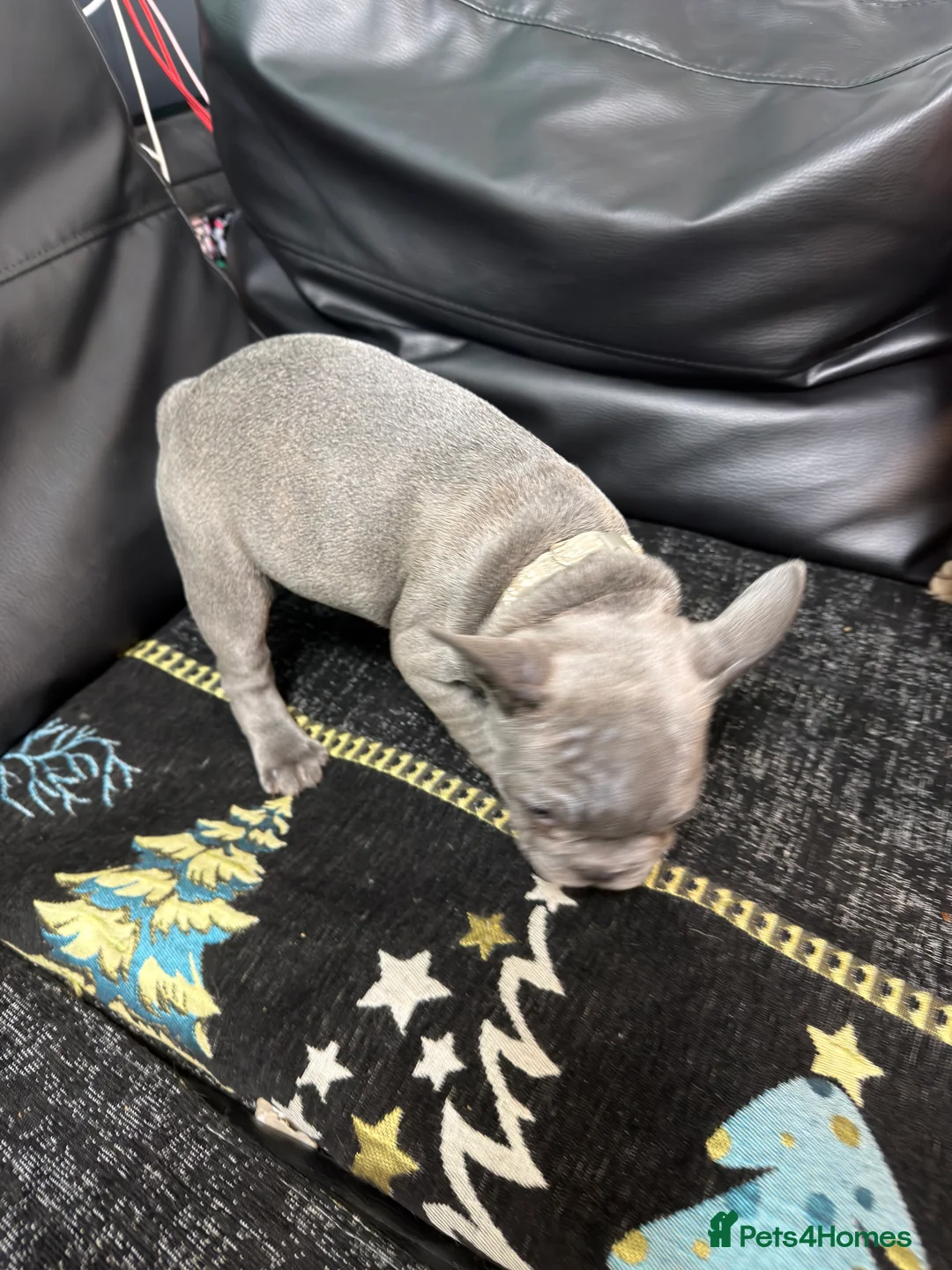 French Bulldog dogs for sale: Beautiful French Bulldog puppies - Advert 2