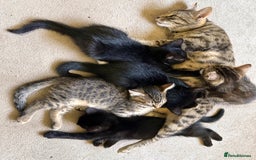 Mixed Breed cats for sale: Amiable bengal&tabby mix kittens: price reduced - Image 18