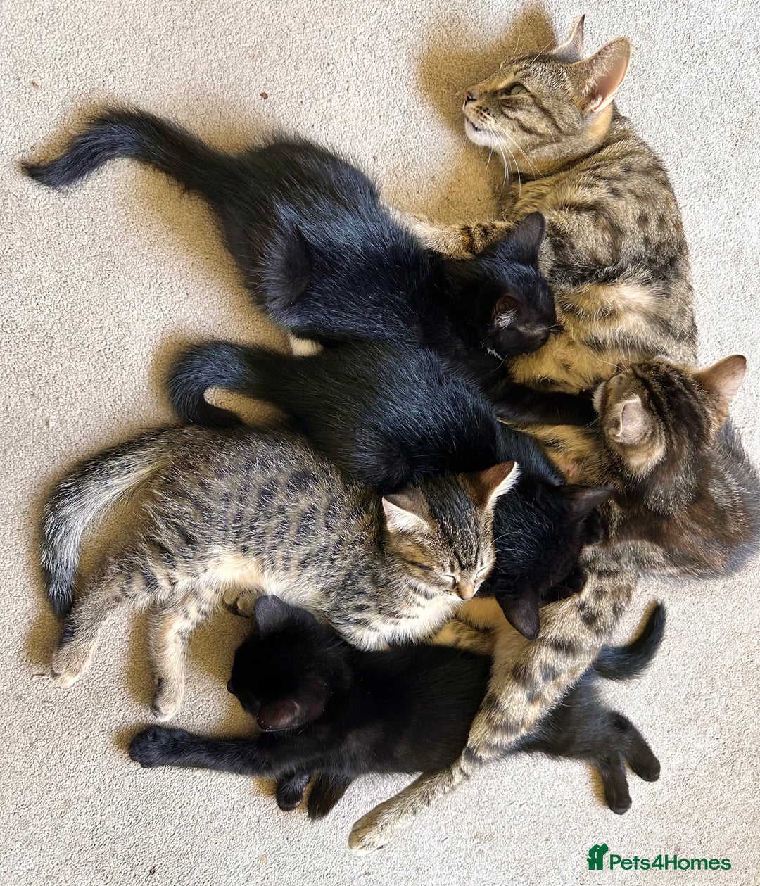 Mixed Breed cats for sale: Amiable bengal&tabby mix kittens: price reduced - Image 18