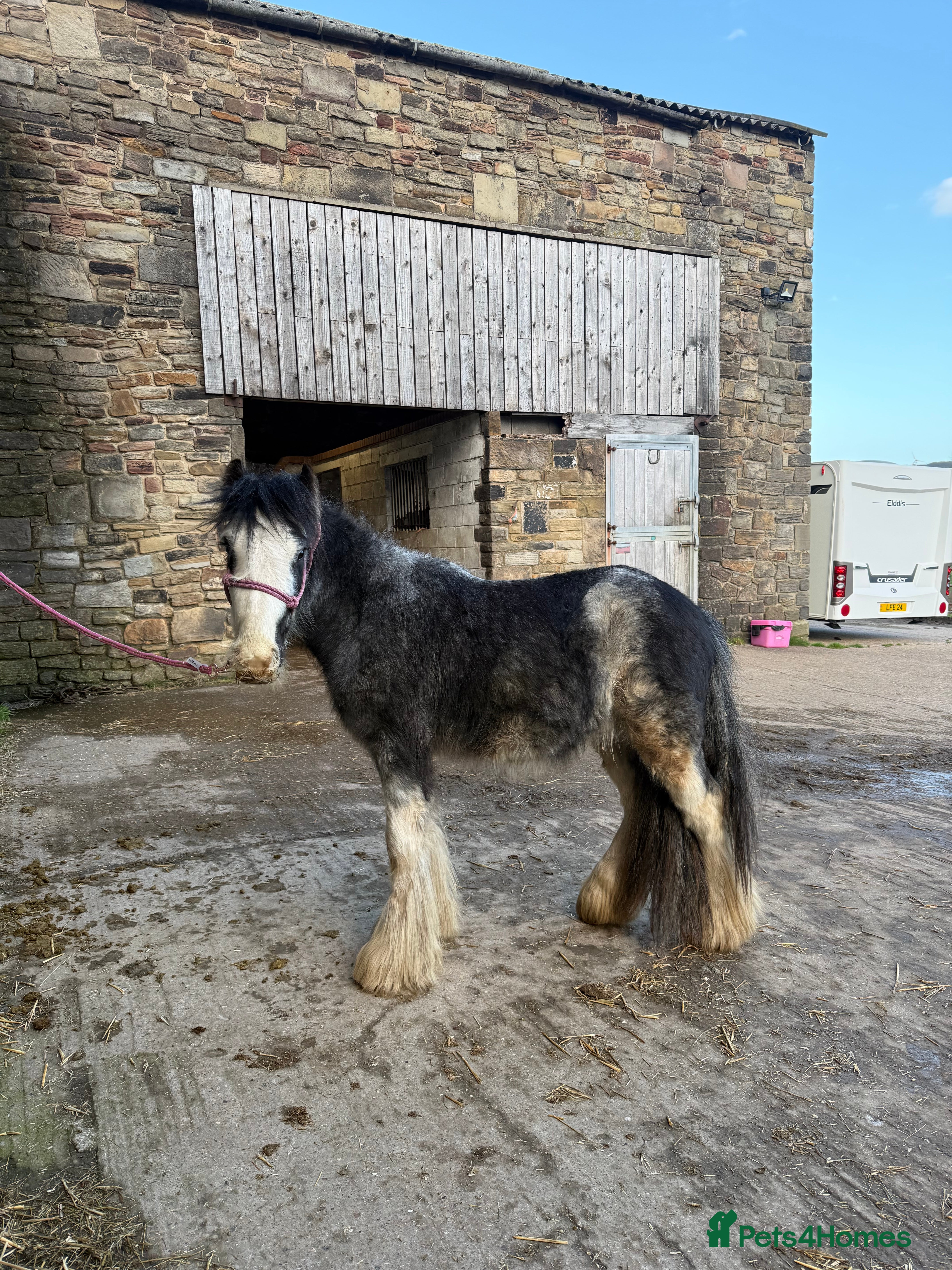 Irish Cob horses 12hh 2 year old gelding to make 12.2/3hh  - Advert 3