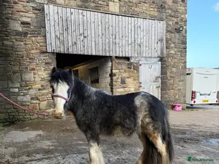 Irish Cob horses 12hh 2 year old gelding to make 12.2/3hh - Advert 3