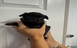 Chug dogs for sale: 6 beautiful chug puppies for sale ❤️ - Image 40