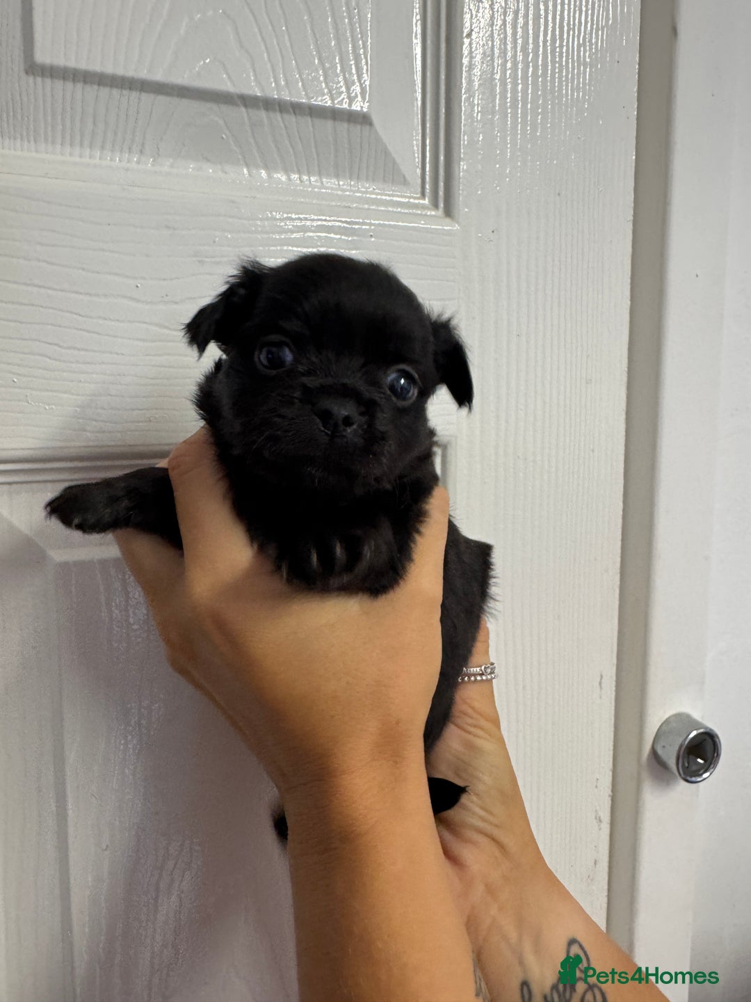 Chug dogs for sale: 6 beautiful chug puppies for sale ❤️ - Image 40