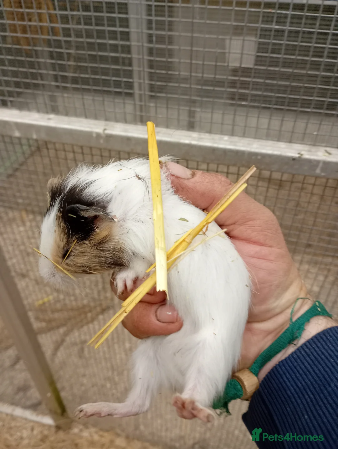 Guinea Pig rodents for sale: Guinea pigs male and female - Advert 4