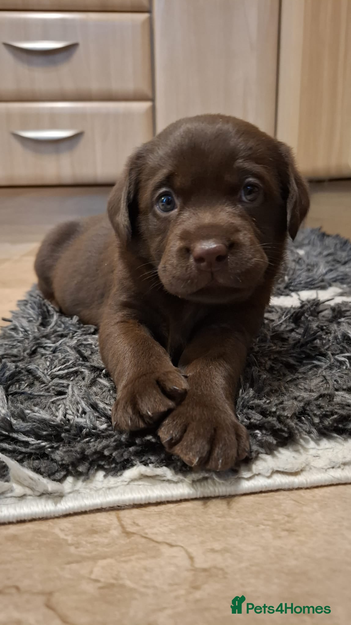 Labrador Retriever dogs Chocolate Labrador Retriever Puppies-Family Raised - Advert 3