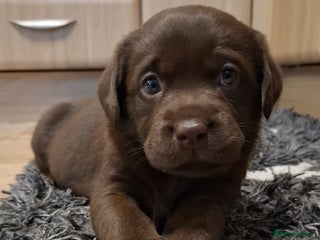 Labrador Retriever dogs Chocolate Labrador Retriever Puppies-Family Raised - Advert 3