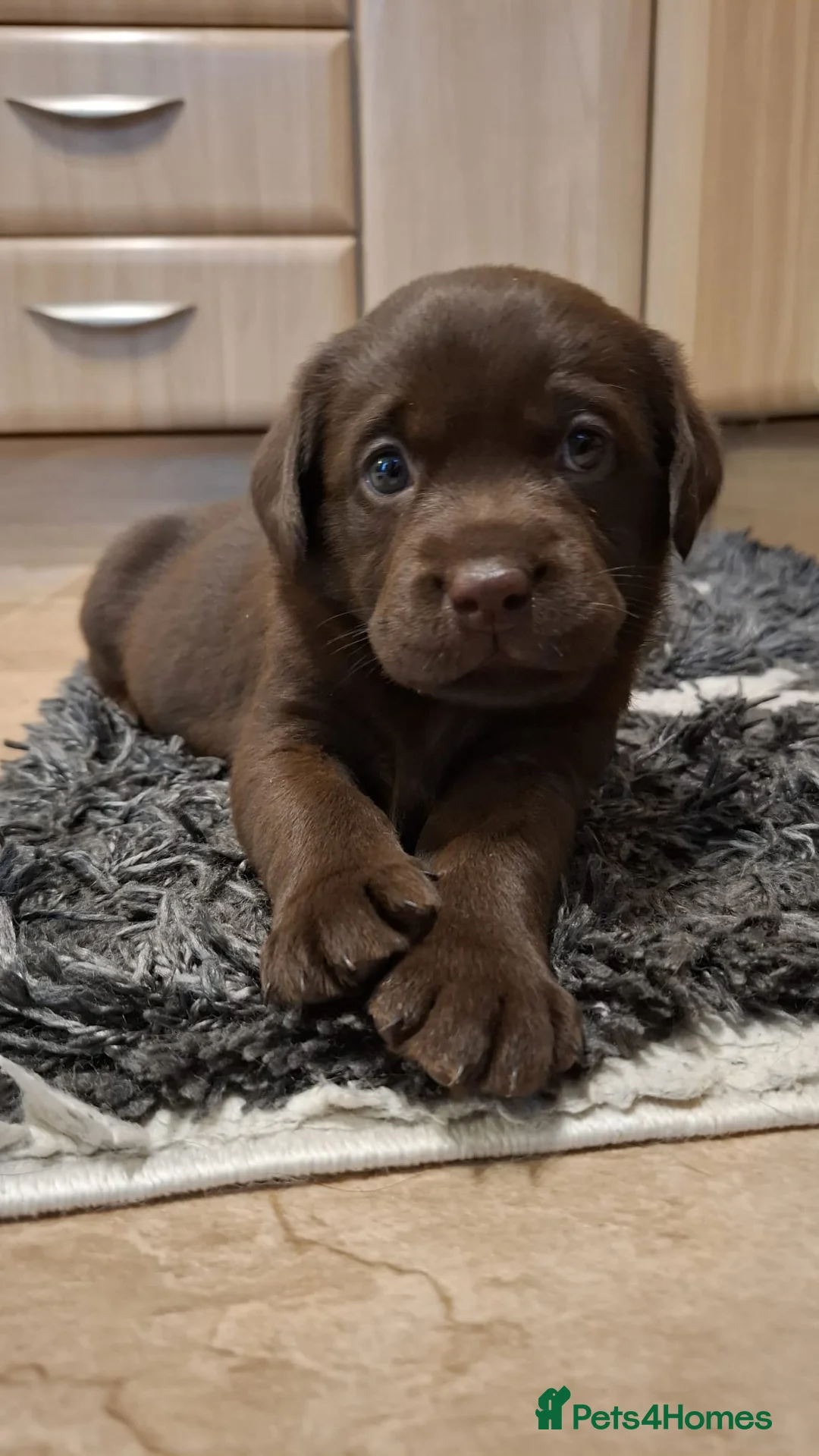 Labrador Retriever dogs for sale: Chocolate Labrador Retriever Puppies-Family Raised - Advert 5