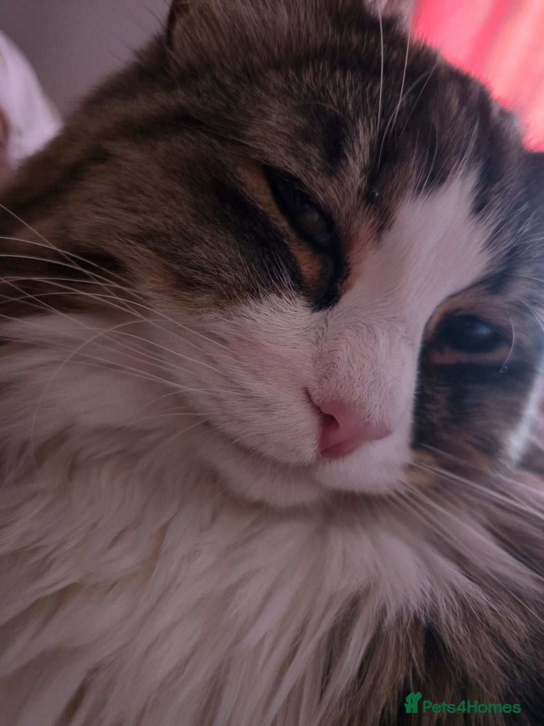 Mixed Breed cats for sale: Dumbledore - Advert 6