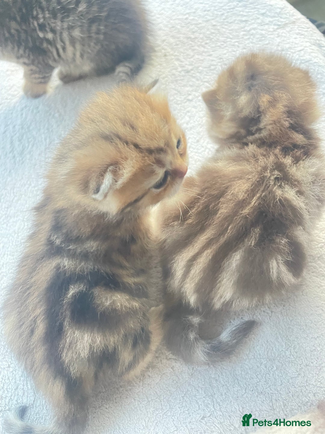 British Shorthair cats for sale: Gorgeous pure breed colour point and golden kitten - Image 30