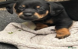Mixed Breed dogs for sale: Jack Russell x Dachshund - Image 14