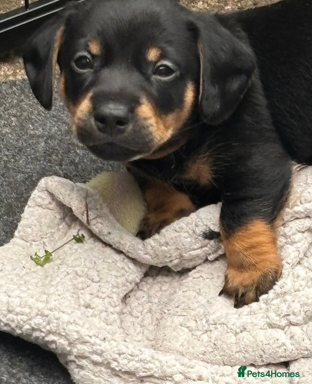 Mixed Breed dogs for sale: Jack Russell x Dachshund - Image 14