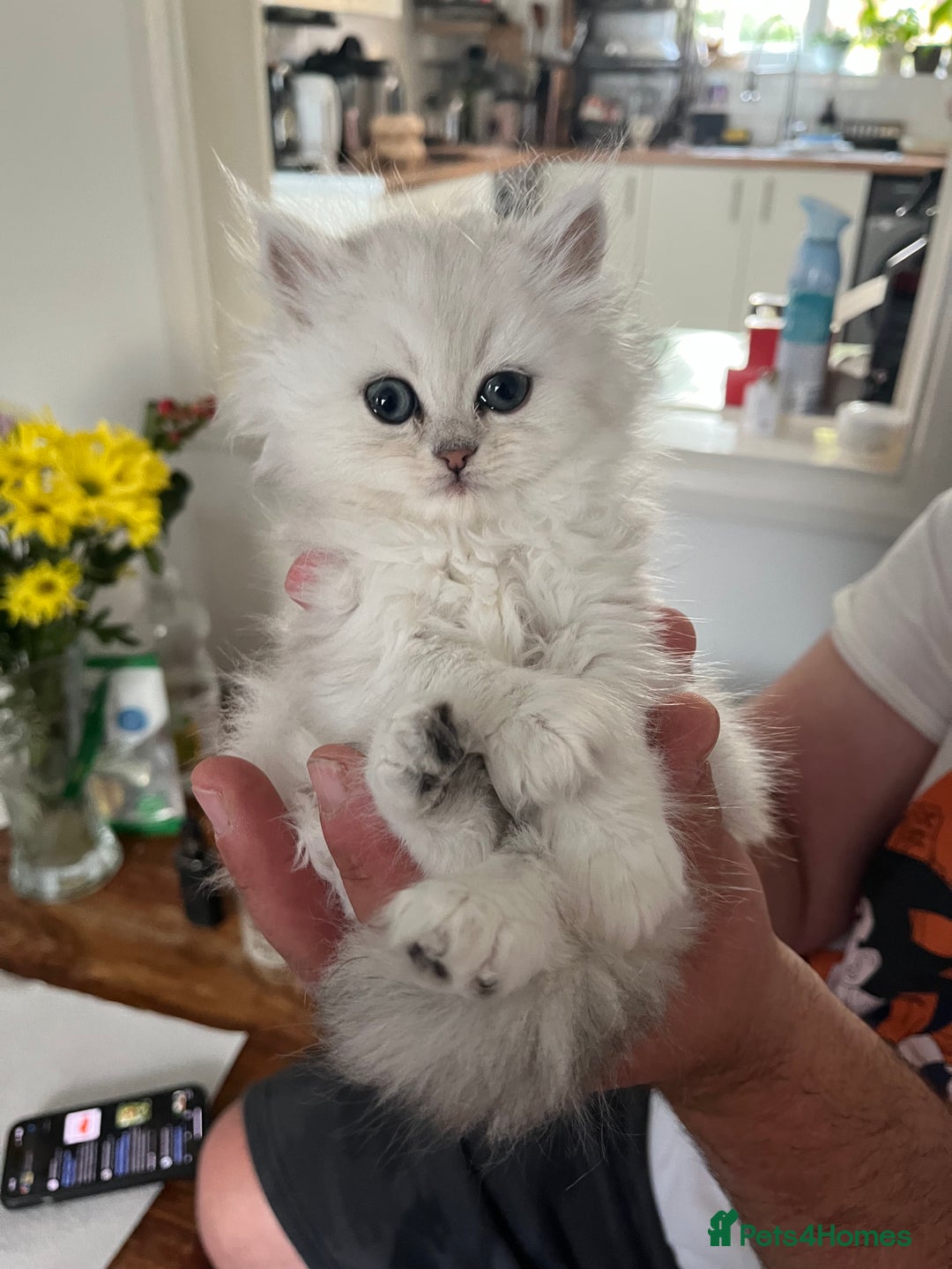 Persian cats for sale: 2 girls left!Ready now! Persian Chinchilla kittens - Image 1