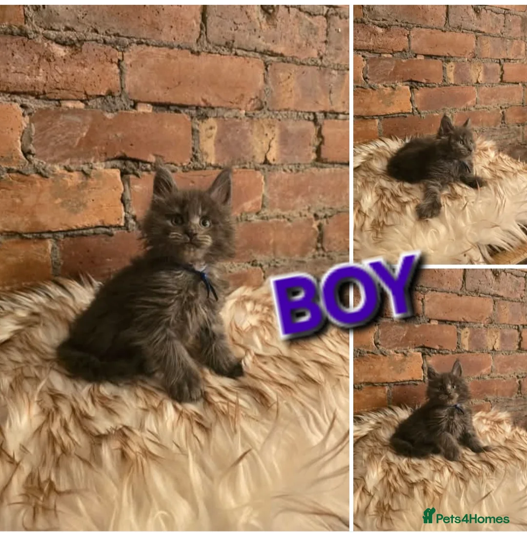 Maine Coon cats for sale: 5x Boys Maine Coon TICA Registered  - Advert 2
