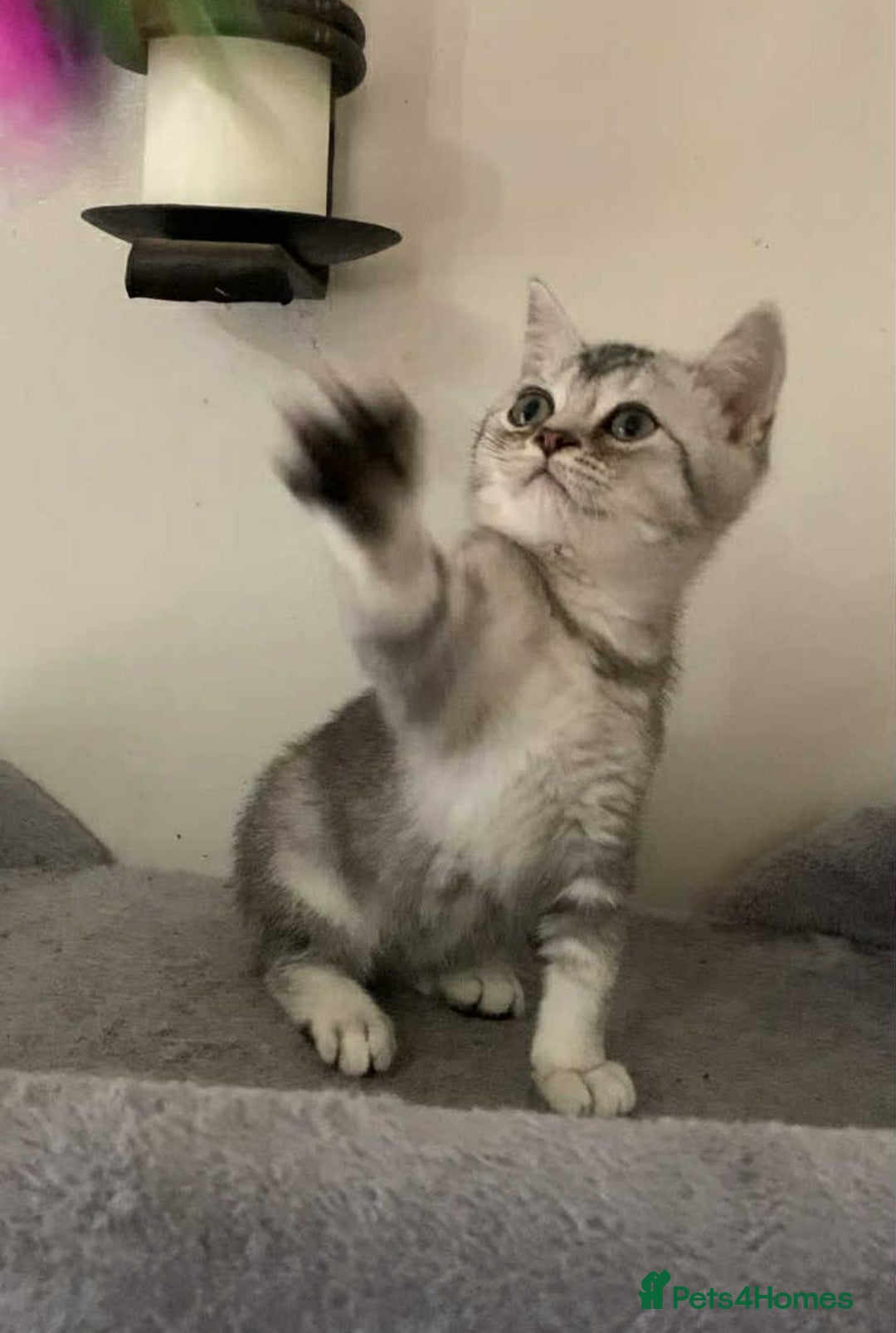 British Shorthair cats for sale: BSH quality Silvers - Image 16