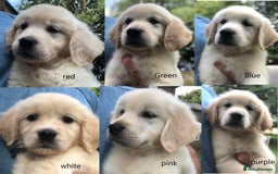 Golden Retriever dogs for sale: Super litter of Goldie pups carrying some colour  - Image 5