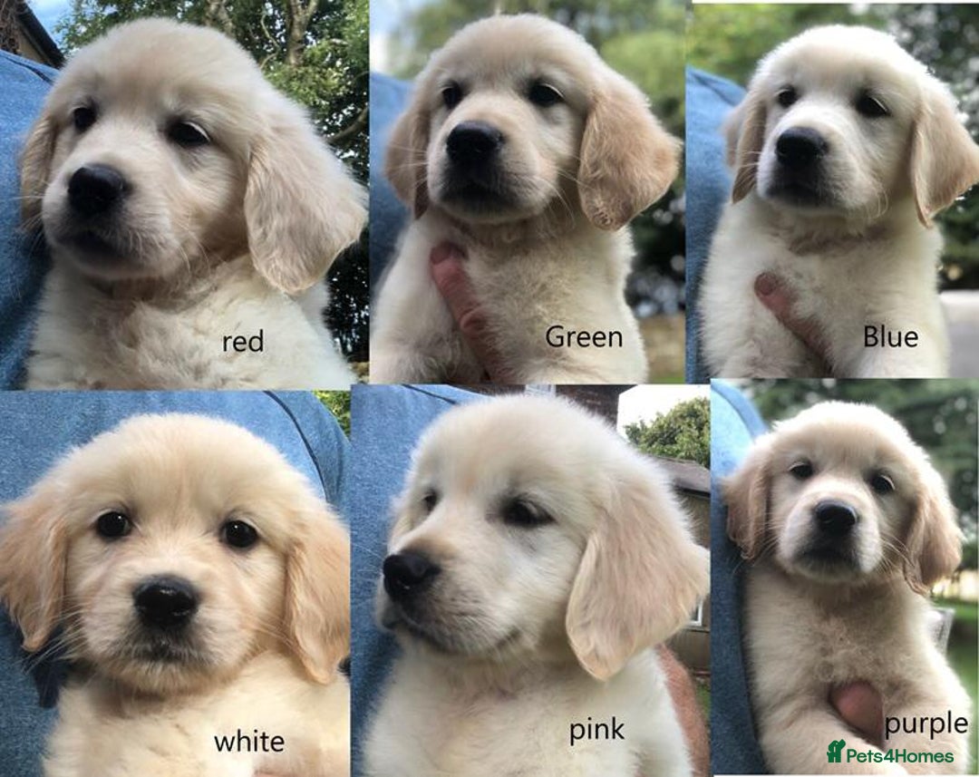 Golden Retriever dogs for sale: Super litter of Goldie pups carrying some colour  - Image 5