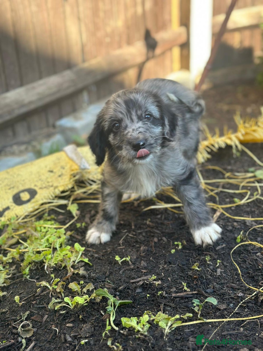 Sproodle dogs for sale: F1 Sproodle Puppies  - Image 19