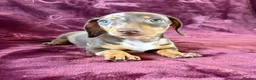 Miniature Dachshund dogs for sale: KC MINIATURE DACHSHUND PUPPIES  - Advert 5