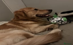 Mixed Breed dogs for sale: Beautiful chunky golden retriever x cockapoos  - Image 28