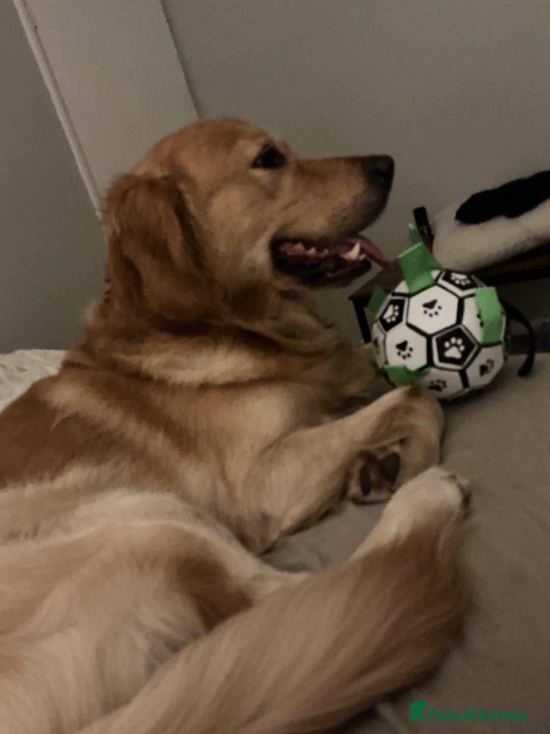 Mixed Breed dogs for sale: Beautiful chunky golden retriever x cockapoos  - Image 28