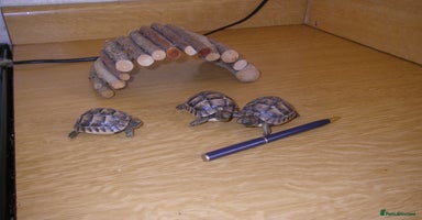 Tortoise reptiles Baby Spur Thighed Tortoise - Advert 5