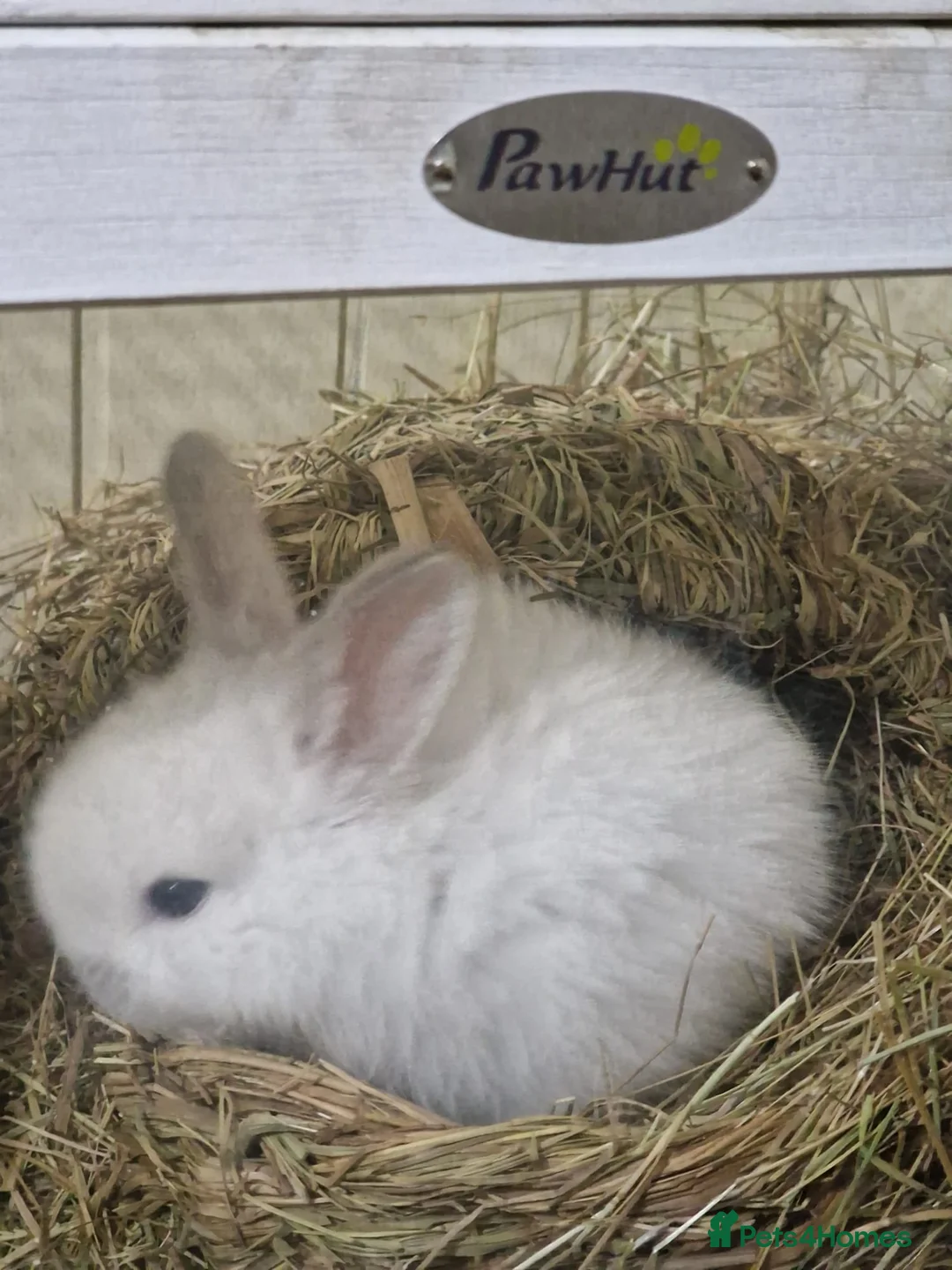 Mini Lop rabbits for sale: Adorable Rabbit Kits Looking for a Loving Home 🐰 - Advert 5