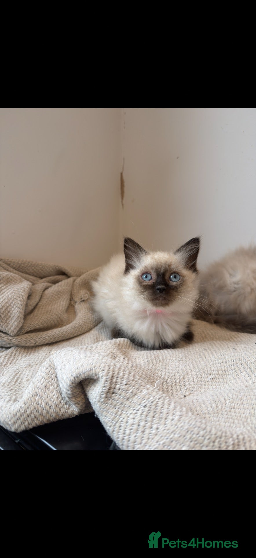 Ragdoll cats LAST ONE FEMALE Pedigree Ragdoll Kittens Ready - Advert 2