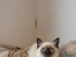 Ragdoll cats LAST ONE FEMALE Pedigree Ragdoll Kittens Ready - Advert 2