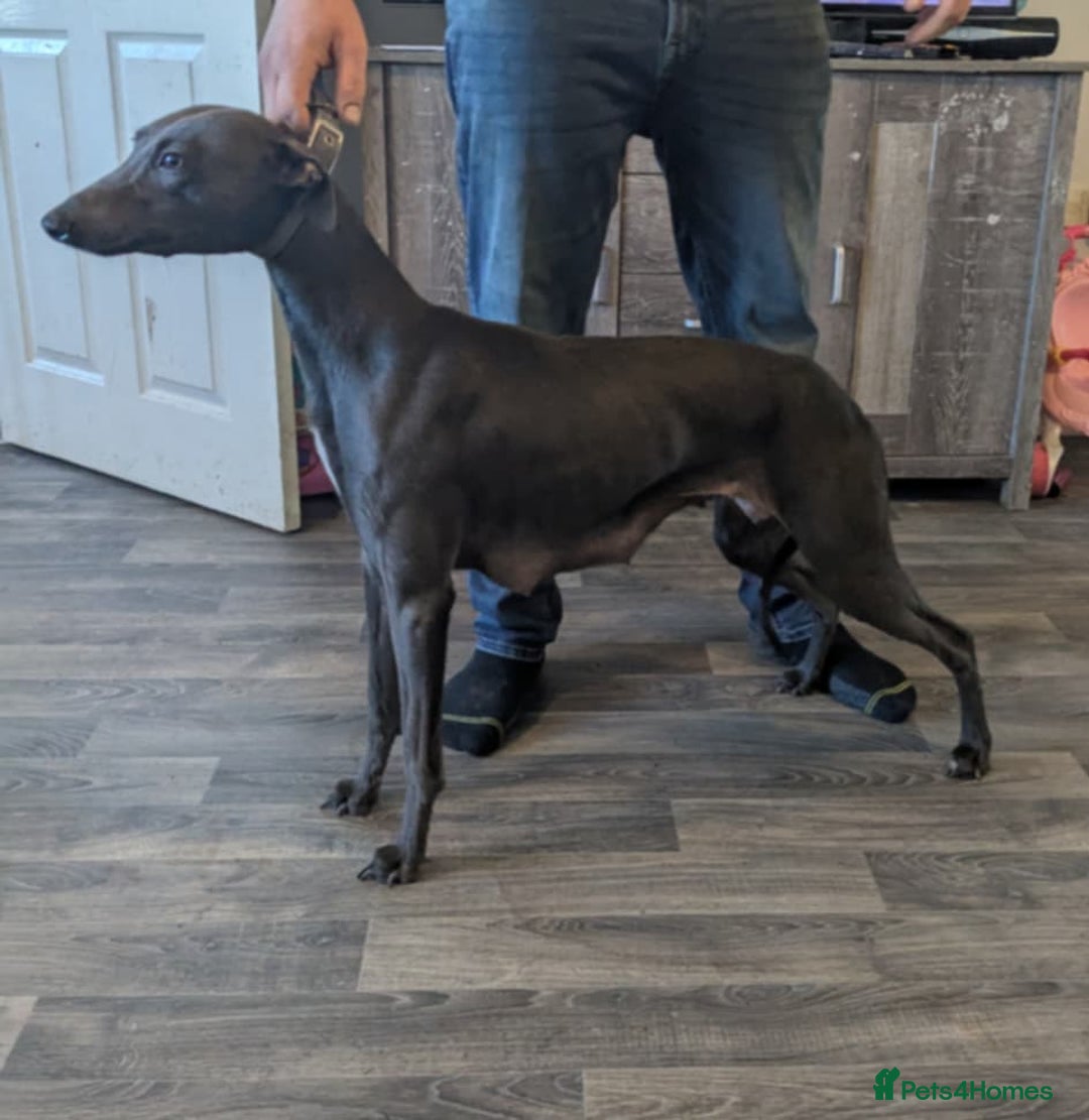 Lurcher dogs for sale: Lurcher pups whippet cross  - Image 13