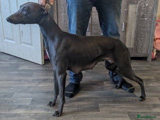 Lurcher dogs - Advert 9