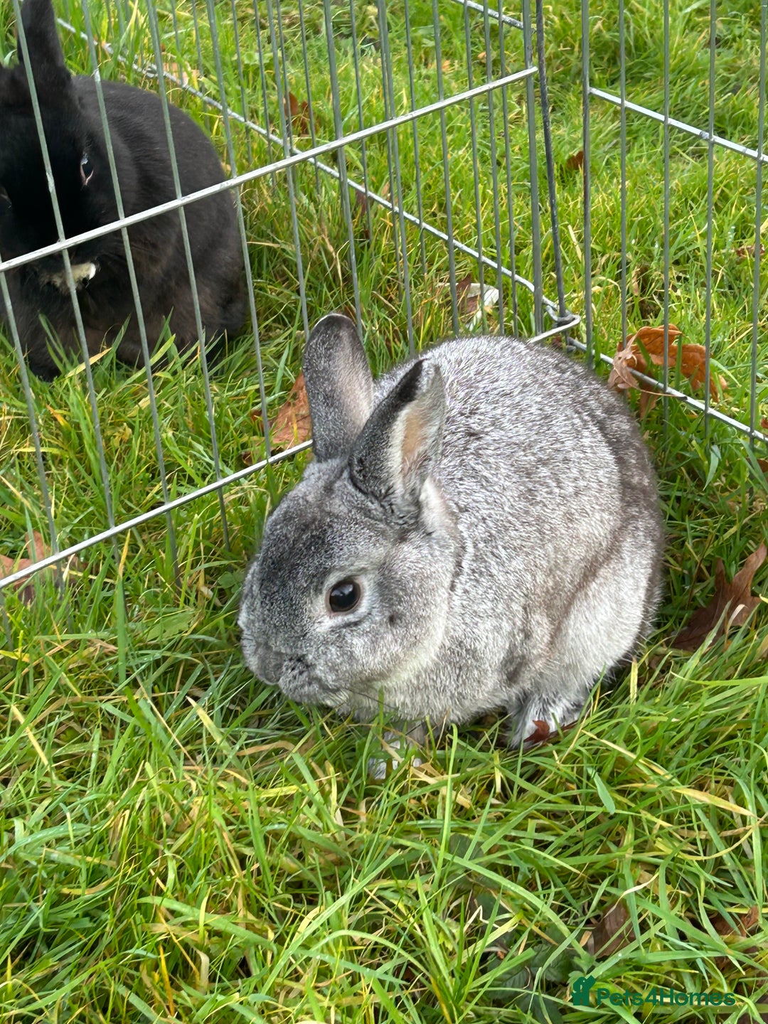 English rabbits for sale: 3 rabbits for sale  - Image 3