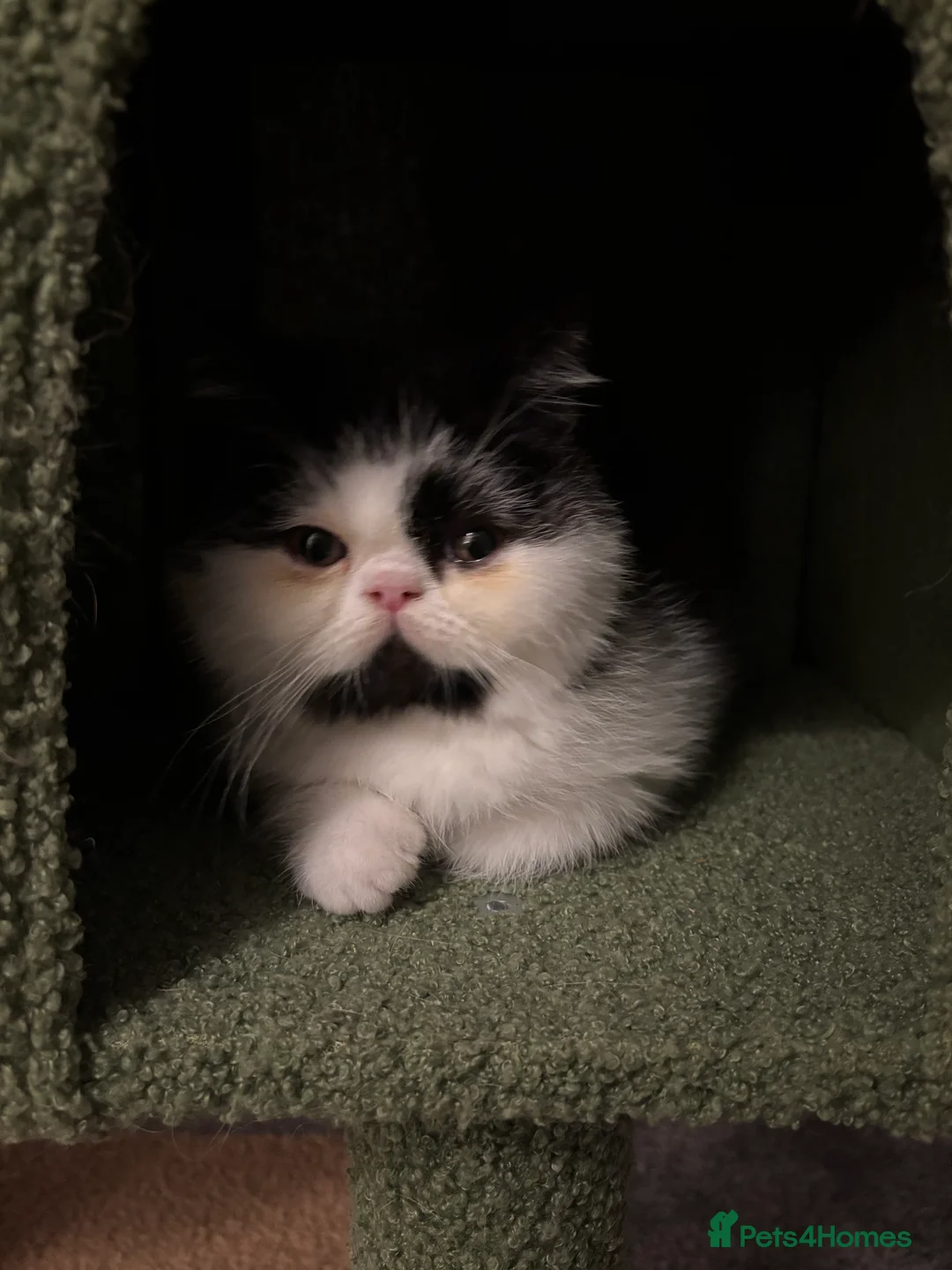 Persian cats for sale: 1yr old Persian boy looking for his furever home! - Advert 8