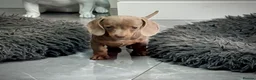 Miniature Dachshund dogs for sale: Outstanding Litter of Miniature dachshund puppies  - Advert 9