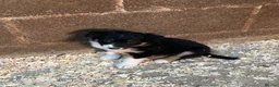 Border Collie dogs for sale: Adorable border collies - Advert 5
