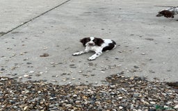 Cocker Spaniel dogs for sale: Cocker spaniel puppy’s  - Image 8