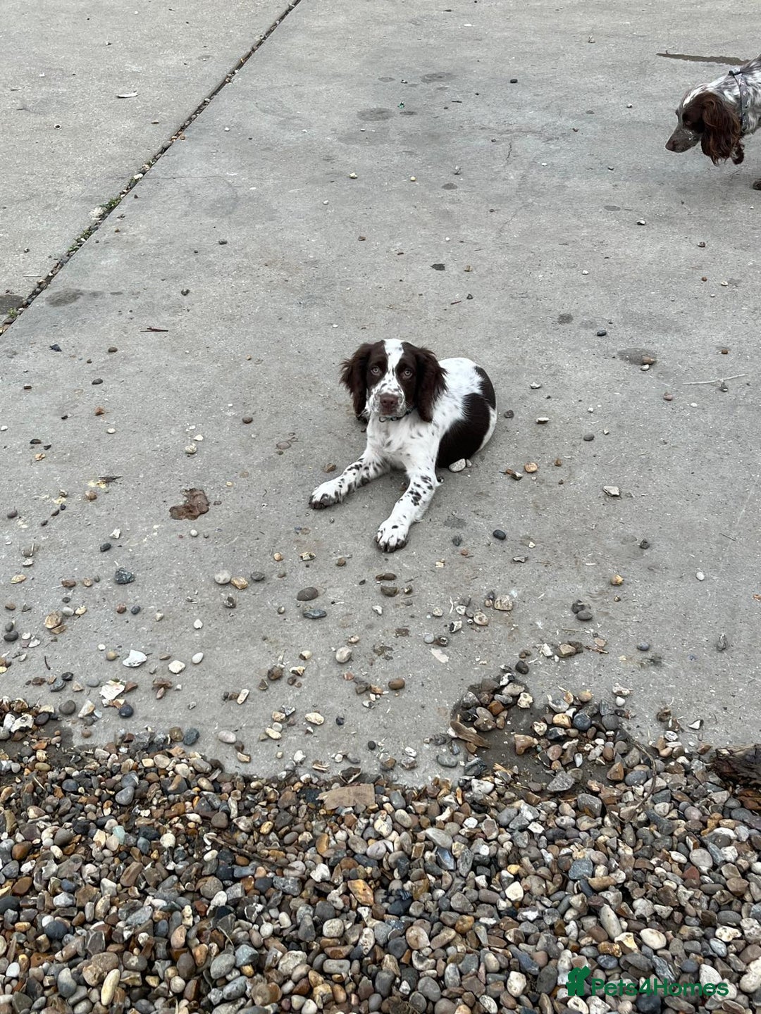 Cocker Spaniel dogs for sale: Cocker spaniel puppy’s  - Image 8