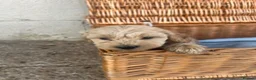 Cockapoo dogs for sale: Cockpoo pups  in Doncaster - Advert 3