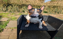 English Bull Terrier dogs for sale: English bull terrier male  - Image 6