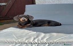 Miniature Dachshund dogs for stud: Available for stud blue and tan mini dachshund - Image 17