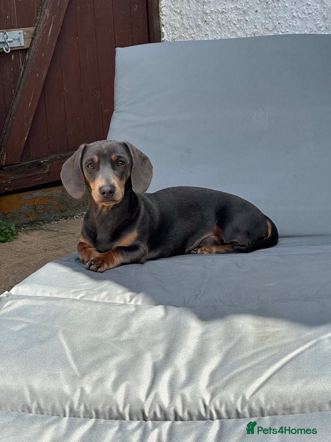 Miniature Dachshund dogs for stud: Available for stud blue and tan mini dachshund - Image 17