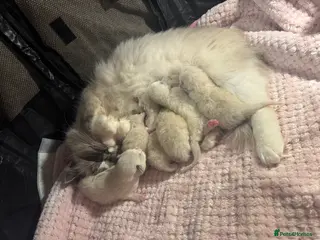 Ragdoll cats Bundles of joy ❤️ - Advert 1