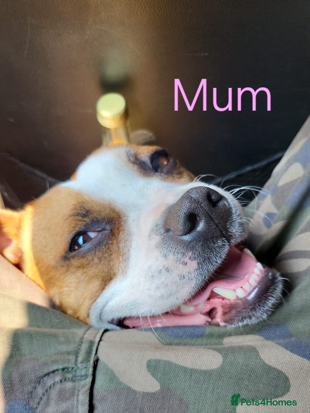 Mixed Breed dogs for sale: Staffordshire Bull Terrier Puppies-Female and Male in Bridgwater - Image 17