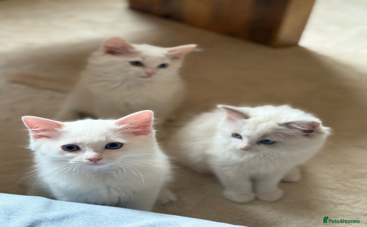 Ragdoll cats in Milton Keynes - Advert 9