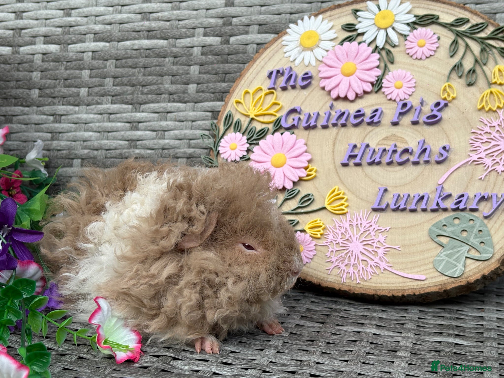 Guinea Pig rodents Pure bred Lunkarya babies  - Advert 1