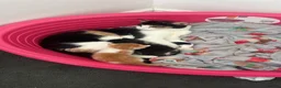 Mixed Breed cats for sale: Baby girl kittens - Advert 6