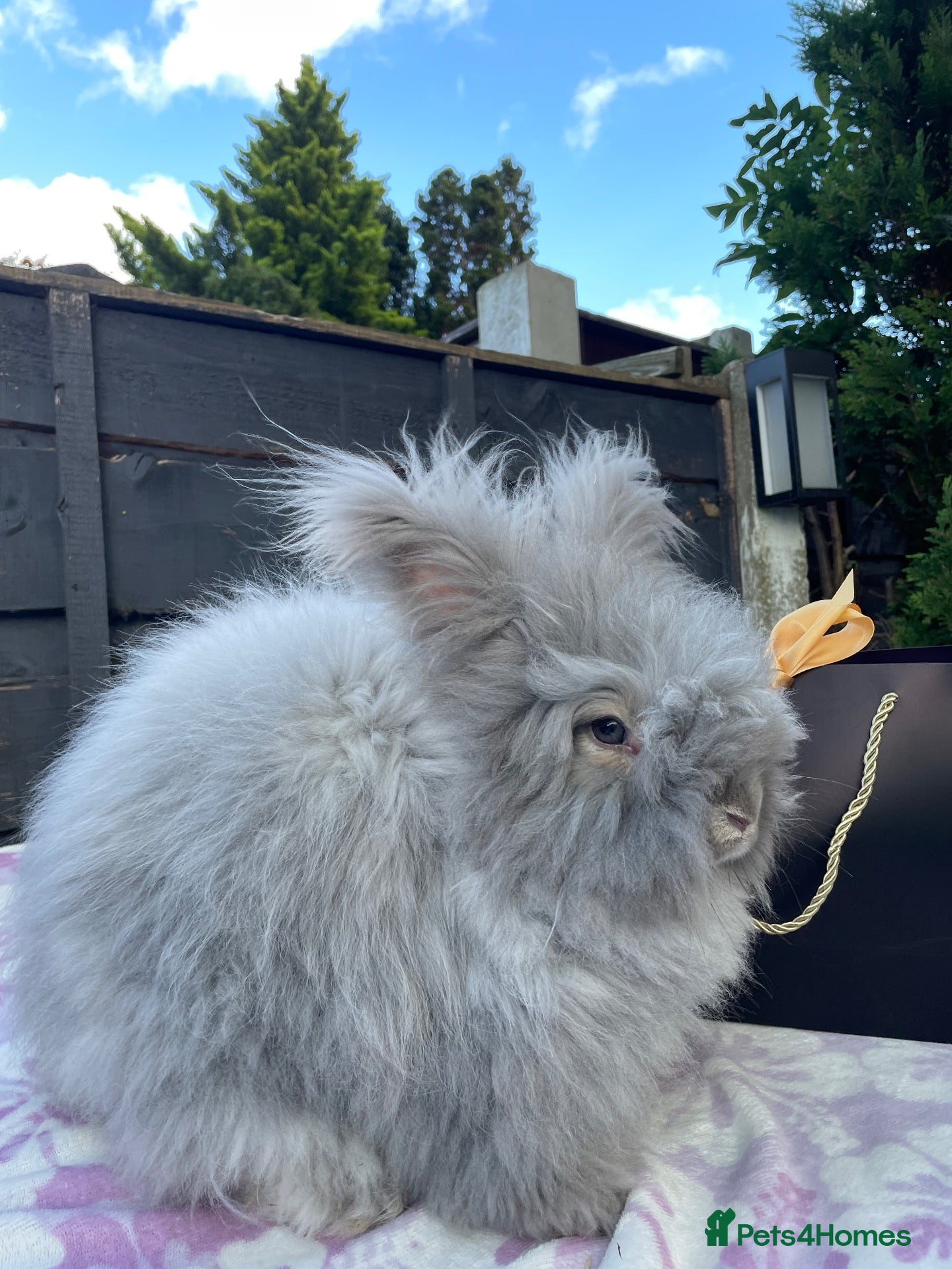 Angora rabbits for sale: Beautiful Maxi Faced English Angora Girl - Advert 17